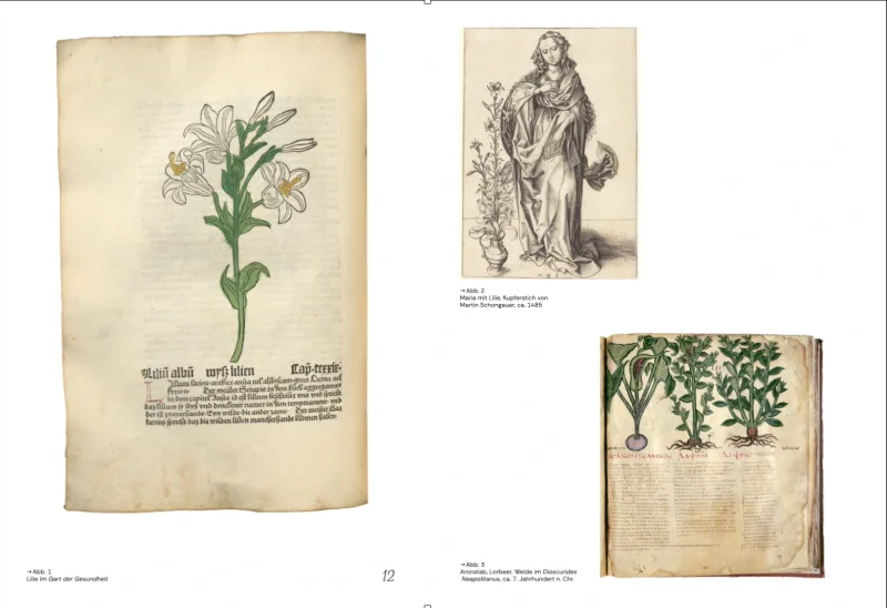 Doppelseite mit zwei historischen Abbildungen: eine kolorierte Lilie und eine Marienfigur mit Lilienstab